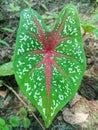 Taro plants that grow wild have very beautiful and attractive motifs and colors Royalty Free Stock Photo