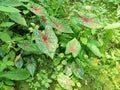 Taro plants that grow wild have very beautiful and attractive motifs and colors Royalty Free Stock Photo