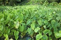 Taro plants growing in a field