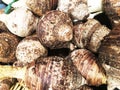 Taro root or Eddoe in bulk. Pile of brown taro root. unpeeled taro root Royalty Free Stock Photo