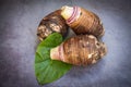 Taro root on taro leaf and dark background, Fresh raw organic taro root ready to cook Royalty Free Stock Photo