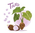 Taro Root Vector. Taro plant. fruit and slice of taro.