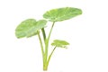 Taro Stalk Royalty Free Stock Photo