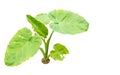 Taro Stalk Royalty Free Stock Photo