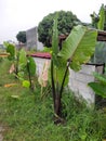 taro trees that grow wild in the yard