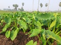 Taro trees are line by line in a field