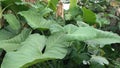 Taro trees are lush and green, beautiful and natural