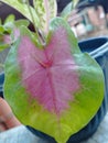 Taro trees in pots in the yard give the impression of beauty and serenity with a blend of red and green