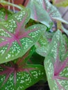 Taro trees in pots in the yard give the impression of beauty and serenity with a blend of red and green