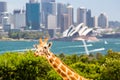 Taronga Zoo Giraffes