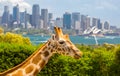 Taronga Zoo Giraffes Royalty Free Stock Photo