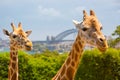 Taronga Zoo Giraffes