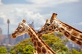 Taronga Zoo Giraffes Sydney Australia