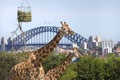 Taronga zoo in Sydney