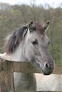 Tarpan at a fence Royalty Free Stock Photo