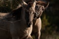 Tarpan horse portrait. Wild horse. Wildlife and nature background. One horse bites playing the second Royalty Free Stock Photo