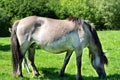 Tarpane Wild horse herd in Neandertal