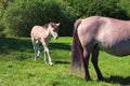 Tarpane Wild horse herd in Neandertal