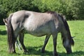 Tarpane Wild horse herd in Neandertal