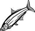 Tarpon - American Fishes - Logo Fish Vector, Fish Stencil Royalty Free Stock Photo