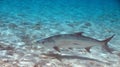 Tarpon in Bonaire Royalty Free Stock Photo