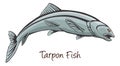 Tarpon, Color Illustration