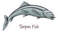 Tarpon, Color Illustration Royalty Free Stock Photo