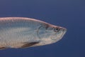 Tarpon on Coral Reef Royalty Free Stock Photo