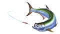 Tarpon fish attacks Popper Lures Topwater Fishing Baits. Royalty Free Stock Photo