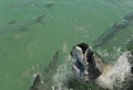 Tarpon fish jumping