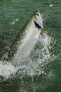 Tarpon fish jumping out of water