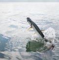 Tarpon fish jumping out of water - Caye Caulker, Belize Royalty Free Stock Photo