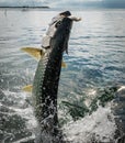 Tarpon fish jumping out of water - Caye Caulker, Belize Royalty Free Stock Photo