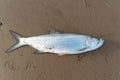 Tarpon fish, megalops atlanticus, in the beach sand caught by fishermen. Sea food. marine fishing