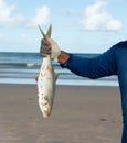 A Tarpon fish, megalops atlanticus, being held by a fisherman. Sea food. marine fishing