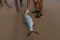 Tarpon fish, megalops atlanticus, caught by fishermen. Sea food. marine fishing Royalty Free Stock Photo