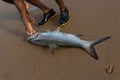 Tarpon fish, megalops atlanticus, caught by fishermen. Sea food. marine fishing Royalty Free Stock Photo