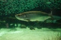 Tarpon fish Megalops atlanticus