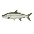 Tarpon fish, vector illustration, flat style, side