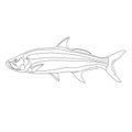 Tarpon fish, vector illustration, lining draw, side