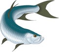 Tarpon Illustration Royalty Free Stock Photo