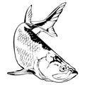 Tarpon Illustration