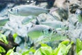 Tarpon Indo-Pacific or Megalops cyprinoides fish Royalty Free Stock Photo