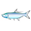 Tarpon Ocean Gamefish illustration vector Royalty Free Stock Photo