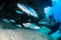 Tarpon in a small cave