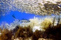 Tarpon under schooling Bigeye Scad - Megalops atlanticus, Selar crumenophthalmus