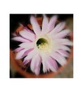 Tarquinia, Italy, 12 SEPTEMBER 2019, a flower of a succulent plant in its vase photographed externally adjacent to a building