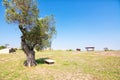 The hill of the Etruscan necropolis of Tarquinia, without anyone