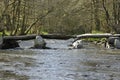 Tarr Steps & River Barle Royalty Free Stock Photo