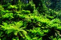 Tarra bulga fern forest Royalty Free Stock Photo